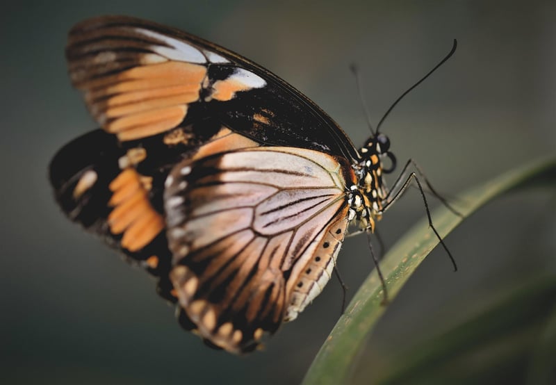 Beware of butterfly effect